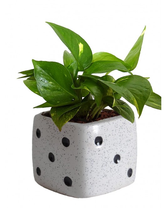 White Dice Ceramic Pot